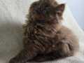 Cinnamon British Longhair 