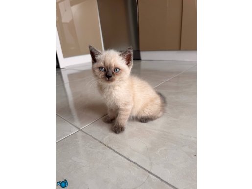 British Shorthair Bluepoint 2 Aylık Dişi