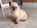 British Shorthair Bluepoint 2 Aylık Dişi
