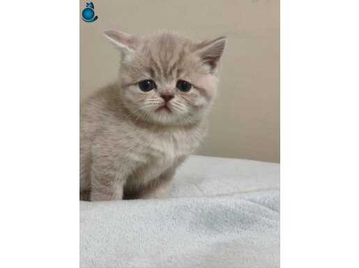 Tatlı şey sahiplenilmeye hazır 2 aylık