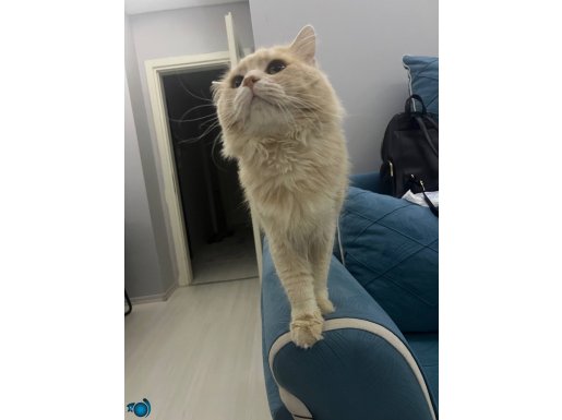 Acil yuva arıyorum