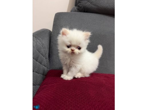 YAVRU İRAN KEDİLERİ 