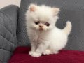 YAVRU İRAN KEDİLERİ 