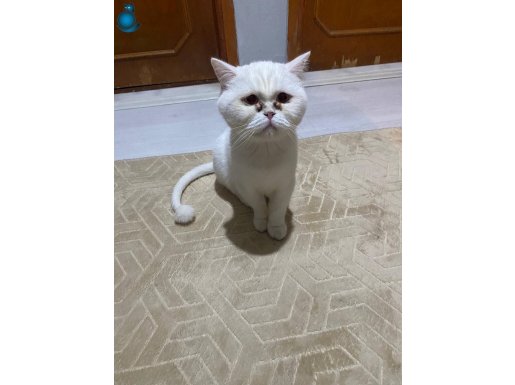 Benim adım pamuk 
