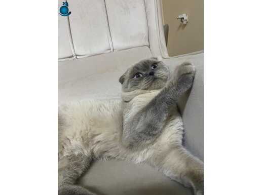 Scottish kedi acil 