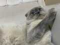 Scottish kedi acil 