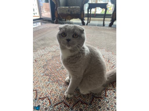 Özel bir kedi patileri bayaz boğazı beyaz üçgen şekilnde