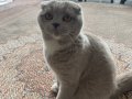 Özel bir kedi patileri bayaz boğazı beyaz üçgen şekilnde