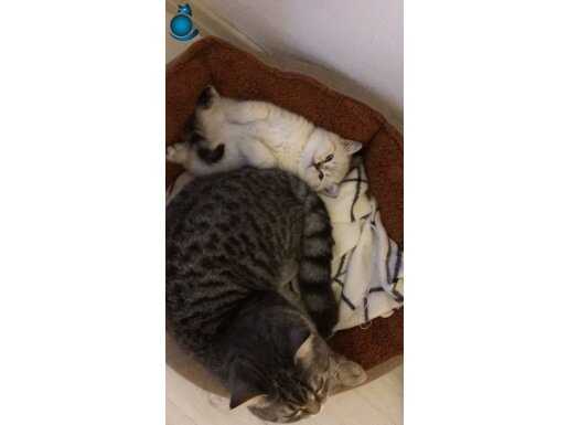 British shortair White Blue Eyes acil Ankara