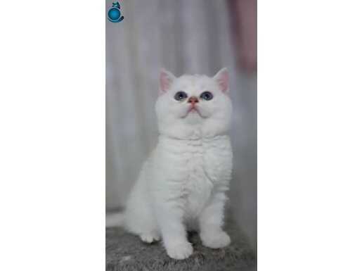 Pamuk