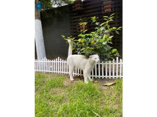 Uysal uyumlu bir kedi bakamadığımız için sahiplendiriyoruz