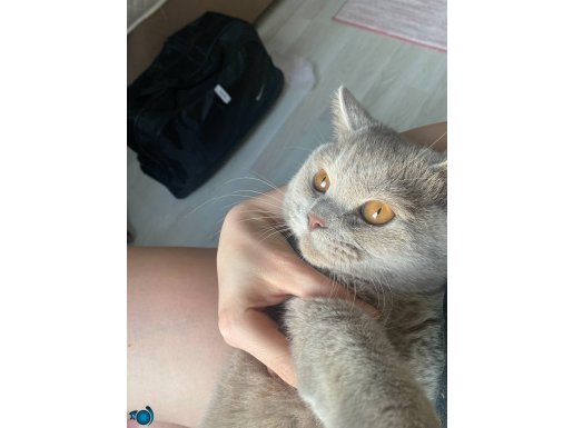 BRİTİSH SHORTHAİR ERKEK 