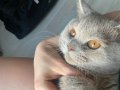 BRİTİSH SHORTHAİR ERKEK 