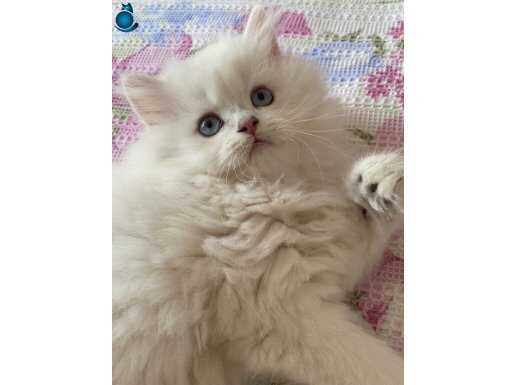 Longhair iki aylık mavi gözlü erkek yavru