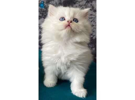 7 haftalık Longhair erkek yavru uygun puanlı