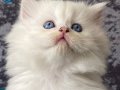 7 haftalık Longhair erkek yavru uygun puanlı