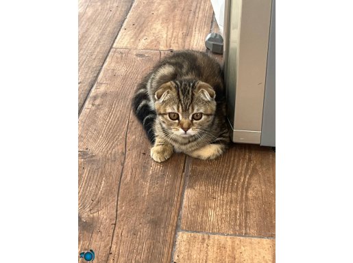 Scottish Fold Tüm Ekipman ile,çantası hediye