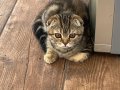 Scottish Fold Tüm Ekipman ile,çantası hediye