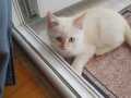 Bulut