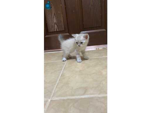 Anne Baba british shorthair safkan eğitimli 