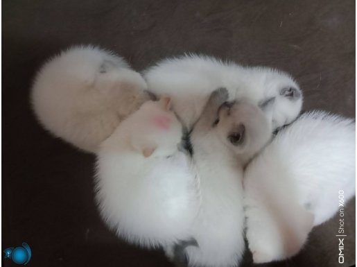 5 tane British shorthair Erkek yavrularımız 