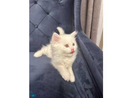 Son pamuk şekerimiz