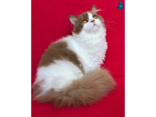 Cinnamon Bicolar dişi