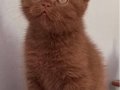 Kahve rengi (cinnamon) tarçın bebekler 