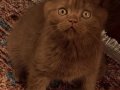 Kahve rengi (cinnamon) tarçın bebekler 