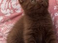Kahve rengi (cinnamon) tarçın bebekler 
