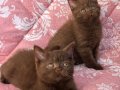 Kahve rengi (cinnamon) tarçın bebekler 