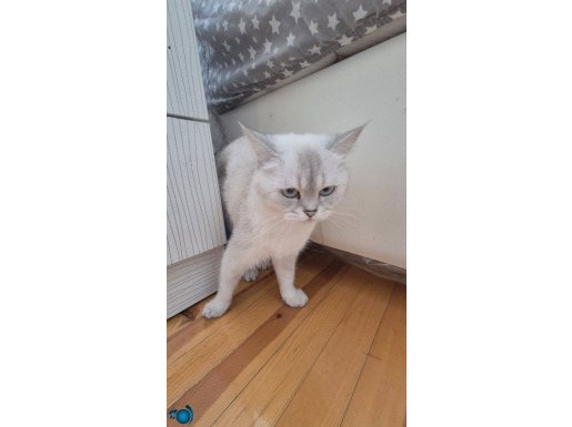 İsmi minnoş uysal bir kedi 