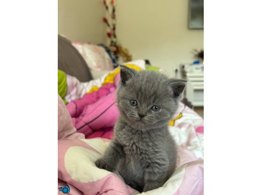 43 günlük bebek yeni yuvasını arıyor 