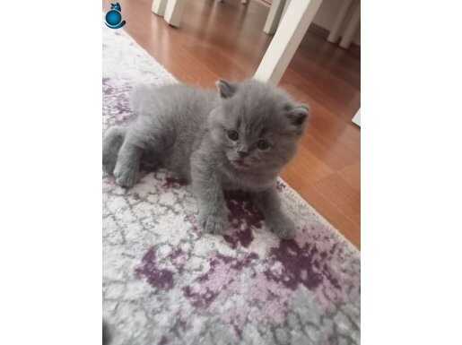 British Longhair yavruları 30 günlük 