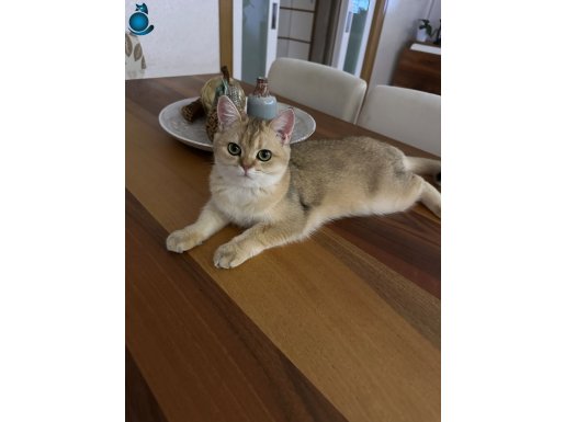 7 aylık golden british dişi