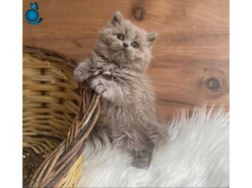 Aşure ve Barni ! 55 Günlük Safkan Nadir tüy Nadir renk