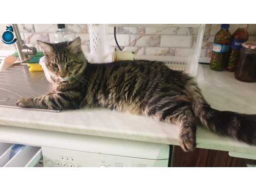 Acil satılık kedi sicili var kedi topluluğuna üye aşılarıtam