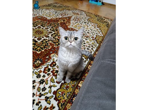 İran-british kırması 