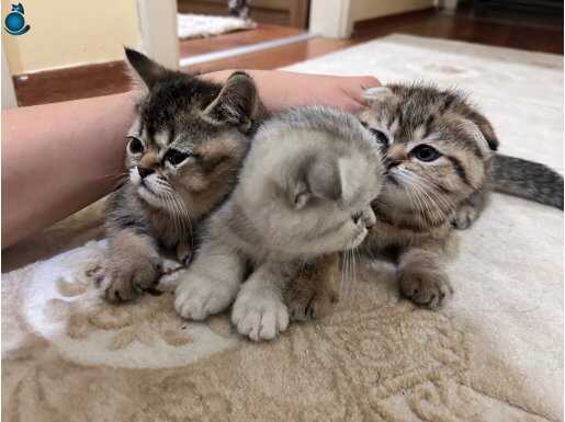 2 Aylık 3 yavru kedi scootish fold biritish shorthiar 