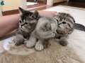 2 Aylık 3 yavru kedi scootish fold biritish shorthiar 