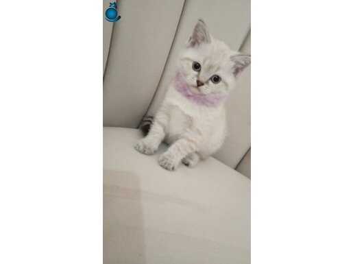 Bebekler yeni ailelerini bekliyor????