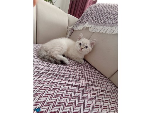 Son yavrumuz kaldı yeni sahibini bekliyoruz