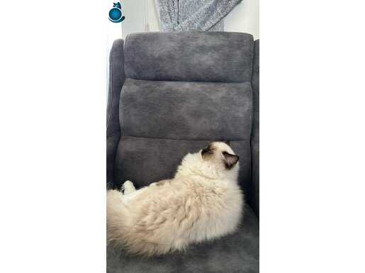 Safkan RAGDOLL iyi bakabilicek bir aile arıyoruz