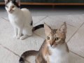 Ben kedilere bakamıyorum o yüzden vermek istiyorum