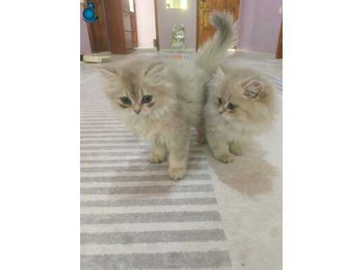 Safkan British Longhair Blue Golden yavrular