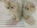 Safkan British Longhair Blue Golden yavrular