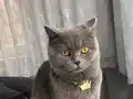 Ev kedisi herşeyi tam