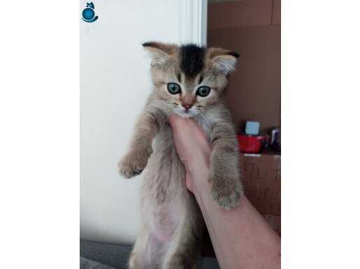 Erkek 2 aylık black golden tabby