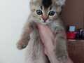 Erkek 2 aylık black golden tabby