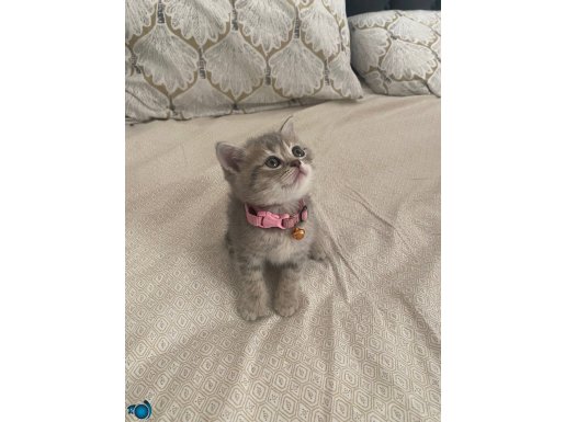 Dünya tatlısı bebişler